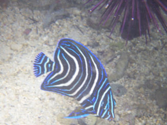 Madagaskar - Picasso had het niet beter gekund