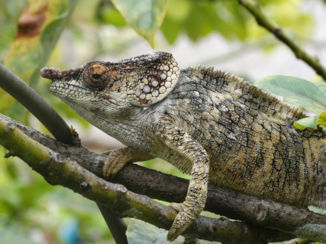 Madagaskar - Moeders mooiste 1