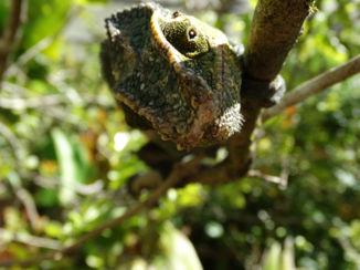 Madagaskar - Hoezo nieuwsgierig