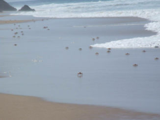 Mozambique - Oh crab!