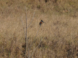 eSwatini (voorheen Swaziland) - Reuze ijsvogel