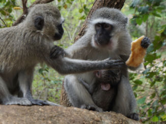 eSwatini (voorheen Swaziland) - Aapjes