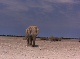 Namibië - Die kwam recht op de auto af