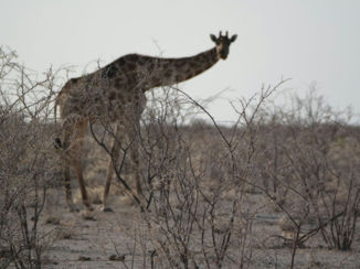 Namibië - Giraffes zijn altijd mooi