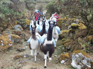 Sawadee - De lama's
