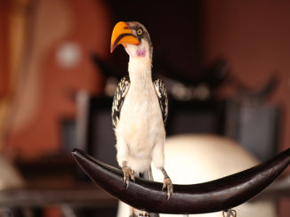Kenia - Bezoek tijdens het eten