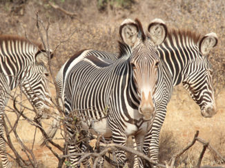 Kenia - Grevy zebra's in Samburu