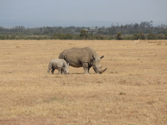 Kenia - Neushoorn families in Sweet Waters