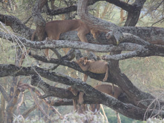 Kenia - Leeuwen in Nakuru