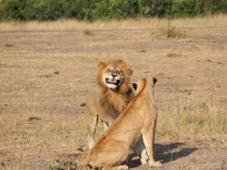 Kenia - Leeuwen op huwelijksreis