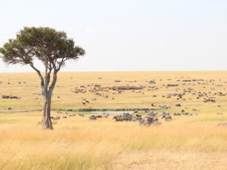 Kenia - Begin van de grote oversteek