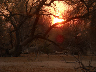 Namibië - Ezel op weg naar slaapmutsje bij drinkplaats