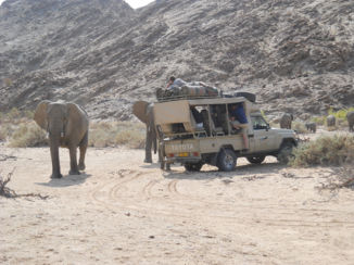Namibië - Zo sierlijk dat je bijna vergeet dat het wilde dieren zijn.