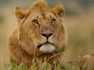 Kenia - Loopt er nog een lekker hapje?