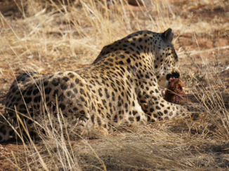 Namibië - Voederen!