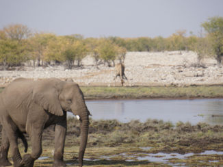 Namibië - Etosha National Park