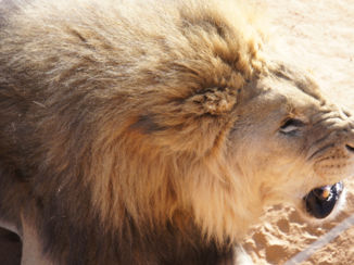 Namibië - Voederen!