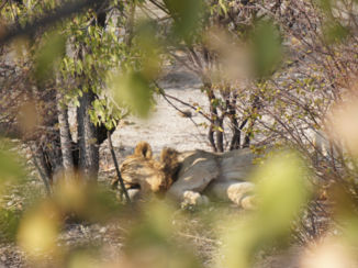 Namibië - Etosha National Park