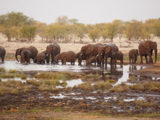 Namibië - Etosha National Park
