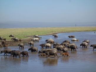 Kenia - De Serengeti!!!
