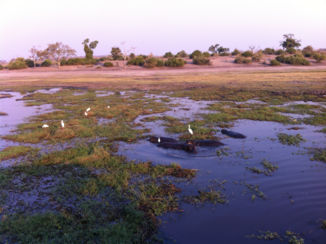 Namibië - Nijlpaarden op safari
