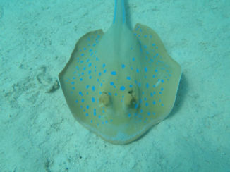 Egypte - Een prachtige rog in de Rode Zee