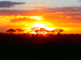 Kenia - Kenia safari