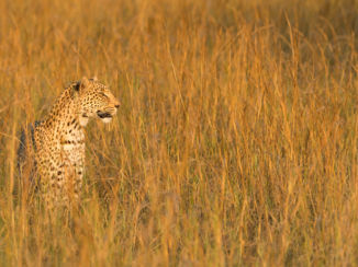 Botswana - The Hunt is On