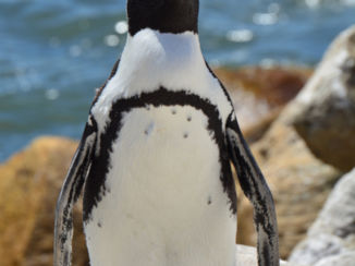 Riksja Zuid-Afrika - Pinguïns bij Betty's bay