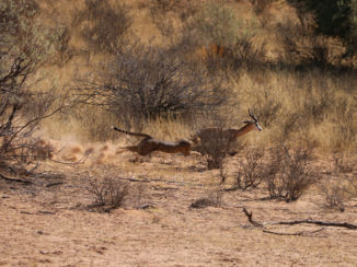 Botswana - Cheetah jacht