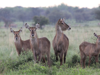Botswana - Waterbokken in Khama Rhino Sanctuary