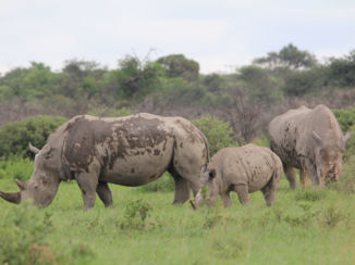 Botswana - Witte Neushoorns in Khama Rhino Sanctuary