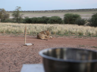 Botswana - Even liggen na het drinken. onze slaschaal staat nog op tafel.