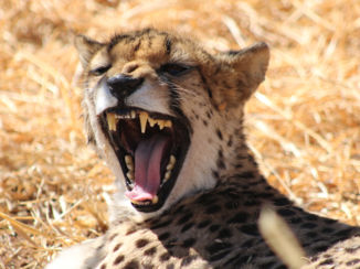 Namibië - Cheetah Conservation Fund