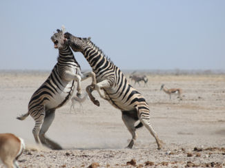 Namibië - Fighting & Biting Zebra's