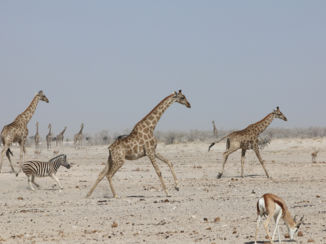 Namibië - On the run....