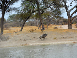 Tarangire National Park - Lioness on her hunt