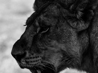 Serengeti National Park - Lioness in the Serengeti