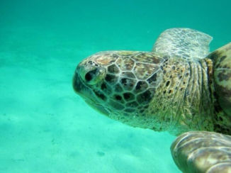 Egypte - Zeeschildpad