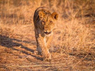 Victoria Falls (Zimbabwe) - King of the jungle