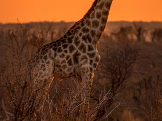 Victoria Falls (Zimbabwe) - Giraffe bij zonsondergang