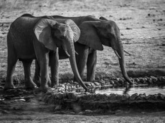 Victoria Falls (Zimbabwe) - Waterdrinkende Olifanten in Chamabondo