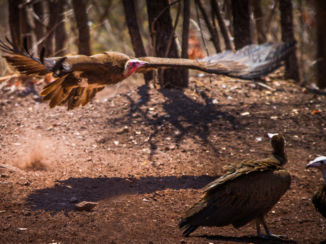 Victoria Falls (Zimbabwe) - Kapgier