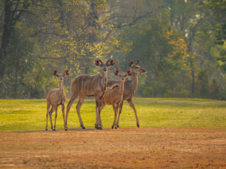 Victoria Falls (Zimbabwe) - Kudus, prachtige antilopen