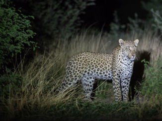 Kalahari woestijn - Luipaard