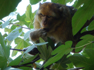 Marrakesh - Berberaap