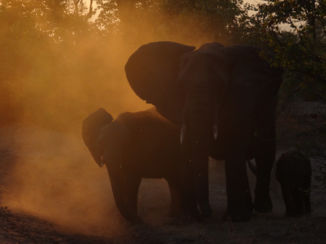 Malawi - op safari tussen de olifanten!