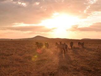 Tanzania - Safari