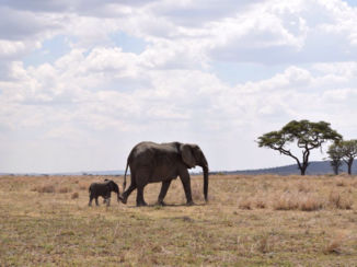 Tanzania - Safari