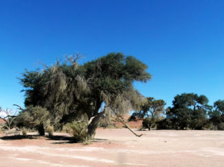 Sossusvlei - Sussusvlei